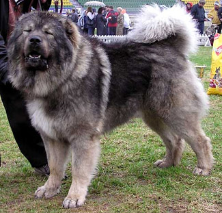 Caucasian mountain dog